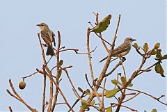 Suiriri Flycatcher